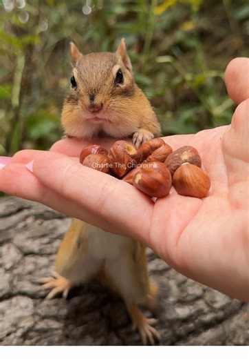 Cute Charlie the Chipmunk: Stop and Leave Comedy