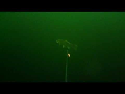 rainbow trout follows apex ( Hot Spot) fishing lure - Water Wolf Clip