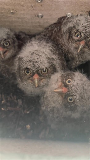 2K views · 39 reactions | This year I have 4 baby owlets in my owl box! | Rileyh Interesting Facts | Facebook