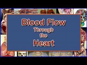 Blood Flow Through the Heart