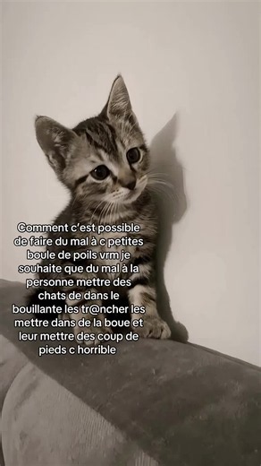 J’espère que il a était retrouvé par des grands de sa ville #chat #stopauviolencesanimaliaire