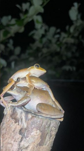 You Won't Believe It! Three Frogs Stacked on Top of Each Other