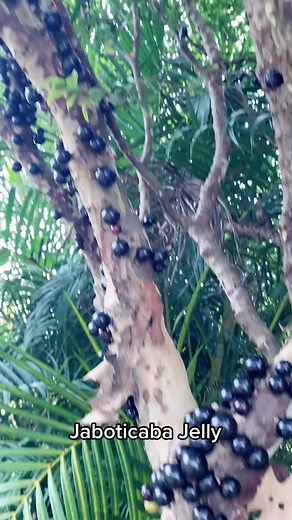 Exotic Fruit Jelly Recipe for a Sweet 4th of July Treat!