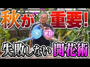 【洋蘭】秋の必須ケア！水と肥料を抑える理由を解説していきます！[orchid]Essential care for autumn!@seedpot368 #sheath