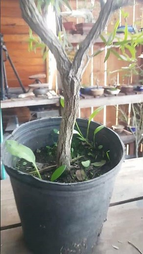 bonsai callistemon #bonsai #plants