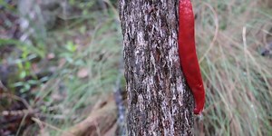 This bright pink slug has survived the Australian bushfires