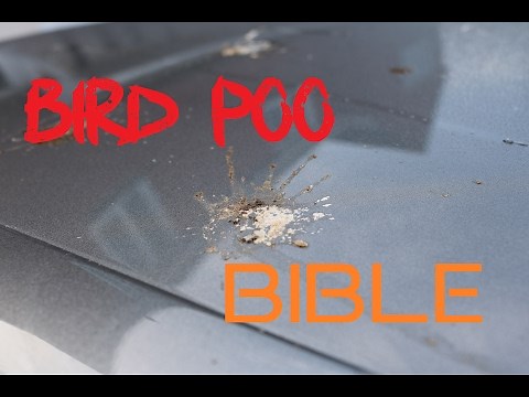 How to remove bird poo droppings from cars
