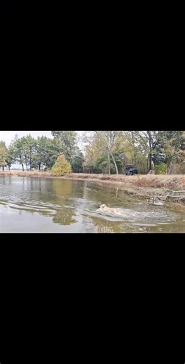 Paul Knutson & I have sooo much fun Training Retrievers. Yahoooo Come Train with Us | Gunclub Labradors