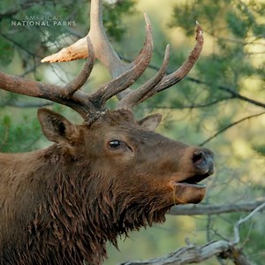 16K views · 922 reactions | You may hear a bloodcurdling screech, but...