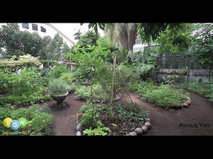 An Introduction to Home Farming in Singapore