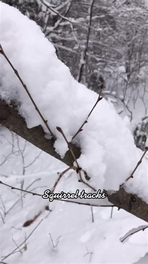 Squirrel tracks#ontariocanada #backtonature #winterwonderland