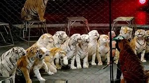 8.6K views · 229 reactions | Has your family seen Ringling Bros. Presents Circus XTREME yet? What was your favorite part? | Ringling Bros. and Barnum & Bailey | Facebook