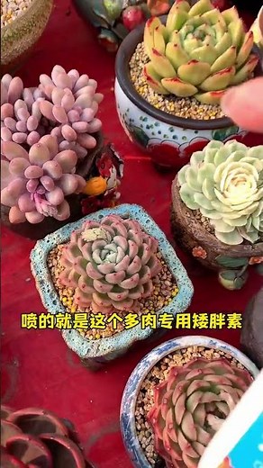 Succulents Growing Too Tall? Here's What to Do