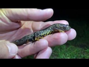 Discovering rare Great Crested Newts; amazing underwater footage! 4K