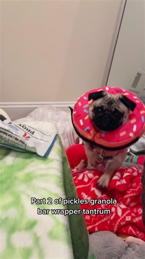 Funny Pug Puppy Tantrum Compilation