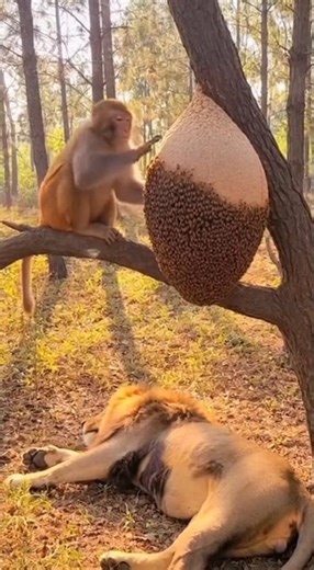 Monkey destroys beehive, drives bees to attack sleeping lion #WildDrama #NatureShock