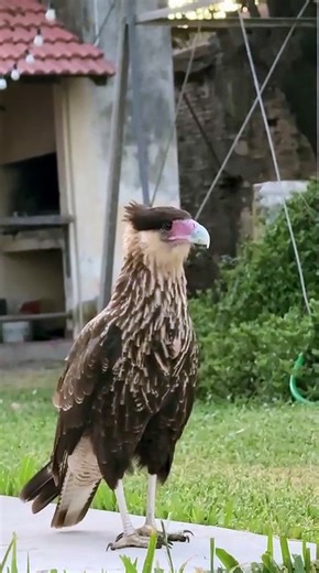 Cat Falls Into Pool After Bird Startles Them