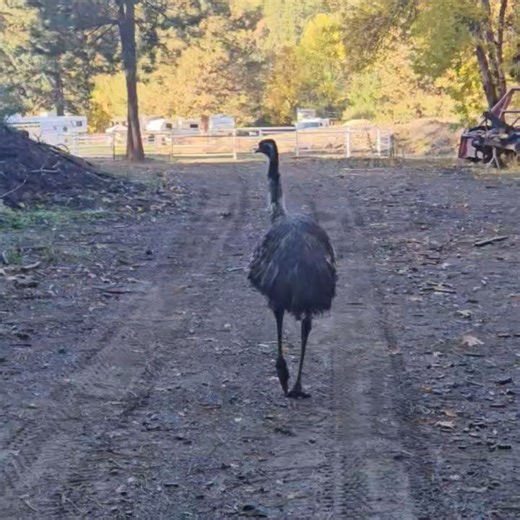 Cynthia Harris on Reels