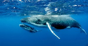 Les petits secrets de la reproduction baleine à bosse