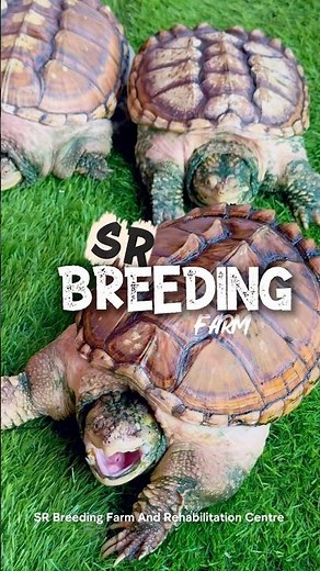 The Turtle That Looks Like a Dinosaur | Alligator Snapping Turtle #srbreedingfarm #turtle #tortoise