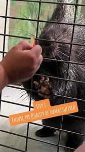 2.1K views · 118 reactions | A 5-Step Process of how we trim/grind down Spike the African Crested Porcupine’s nails, proudly demonstrated by Keeper Chelsea and Vet Tech Rachel. This demonstration was performed in Spike’s old habitat that was inside the Animals and Man building. Come welcome him to his new and improved home in our Camp Cowabunga area! 李 | Topeka Zoo | Facebook