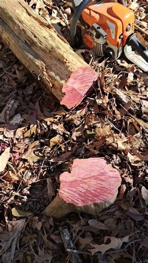 Cutting a Cedar tree