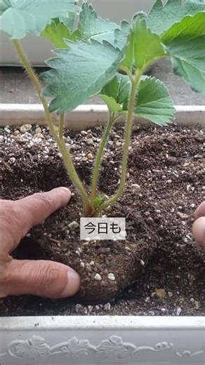 10/11【イチゴ】植付け 根腐れをしないで 確実に大きく育って 収穫が出来る 植付け方法はこれです