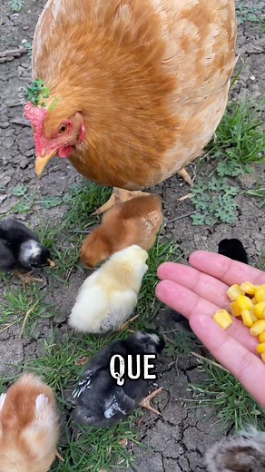 3 ventajas de criar brahma #brahaman #gallinas #aves #campo #natural | CuriosoRex12