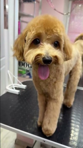 Maltipoo Cookie — Full Grooming Transformation