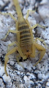 Our deadliest native scorpion??? The Arizona bark scorpion is widely considered to be the most dangerous scorpion in the United States. Their stings are excruciatingly painful and potent, and in rare cases could lead to complications that could require emergency medical attention. Found in the American southwest, these scorpions are primarily nocturnal and spend their active hours probing around for food. No small invertebrate is safe from the vice-like grip of their pincers and the toxic sting 
