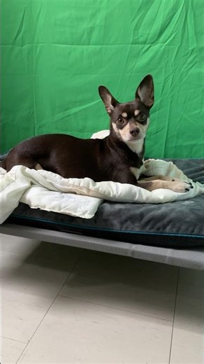 She got standards #dog #chihuahua #pets