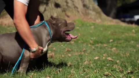 EXOTIC BULLY - SUPER MANIAC