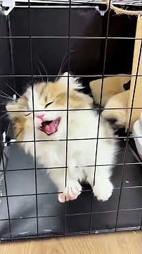 🥰🐾Tiny Kittens meowing #kitten #cat #cute #asmr #catvideos #catshorts