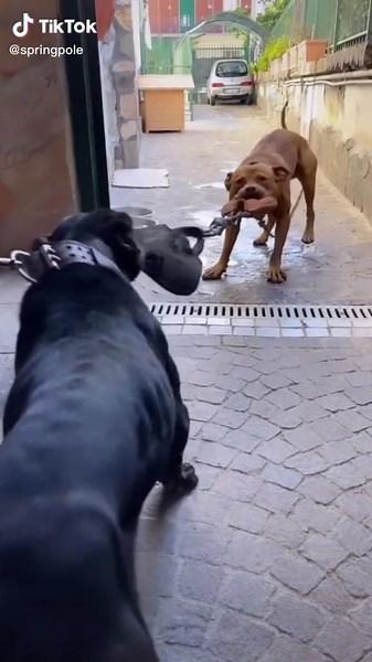 Reposted from➡️ 🔥🔥🔥 @antoniozoina 🔥🔥🔥 #apbt #pitbull #apbtlove #springpole #tugtoy #americanpitbullterrier #bullie #xlbully #bullbreed #tugtoy #tugowar #staffie #bully #xlbully #rawfed #xlbully #americanbully