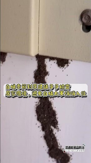 白蟻『蟻道』是什麼? 它是簡易分辨白蟻蹤跡的方式喔 白蟻防治專線:0800-775-000