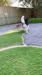 17K views · 113 reactions | “Husky’s Sneaky Prank Sends the Cat Flying Into the Pond” #HuskyPranks #CatFails #PetComedy #GardenChaos #ViralPetClips | Wild Rescue TV | Facebook