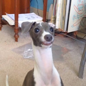 1M views · 37K reactions | DERP. | The Pet Collective | Facebook