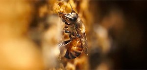 Learn About the Importance of Bees in 'The Pollinators' Docu Trailer | FirstShowing.net