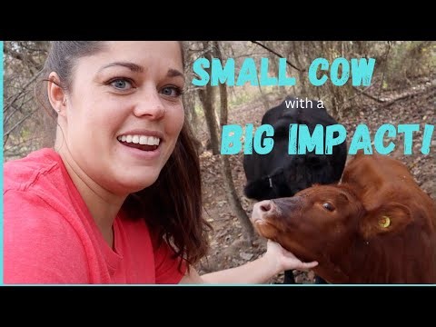 Why Dexter Cows? (And What is Our Future With Them?)