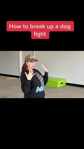 How to safely break up a dog fight! I get this question a lot when doing speaking engagements. If you want to lower your liability insurance for your pet business and protect your employees from dog bites, contact me for a live workshop! #howtobreakupadogfight #breakupadogfight #safelybreakupadogfight #debnabb #themuttmaster #dogbehaviorspecialist #livetalk #dogbehaviorworkshop
