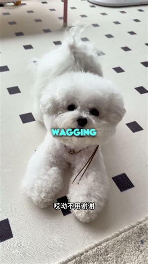 Lucas Got Best Gift On His Birthday 🥺🥰😘 #cuteanimals #dogs #shorts