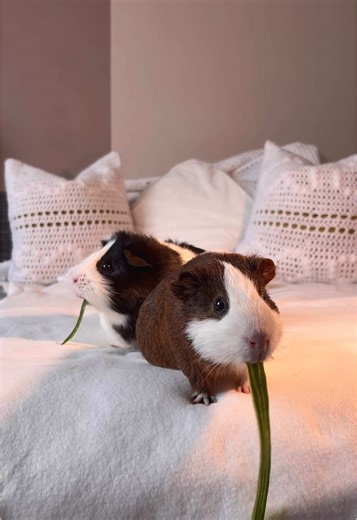 Adorable Guinea Pig ASMR Moments
