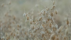The chickpea harvest time has arrived, it's time to harvest chickpea in the field,