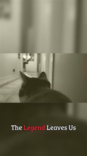 The Demon Cat Nobody Wants to Talk About #urban legends #terrifying