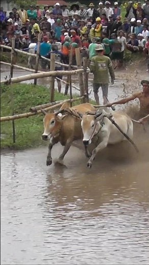 Minangkabau Culture #pacujawi #viralvideo #segehpro