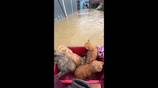 Cats float to safety in plastic tub during Thailand flood