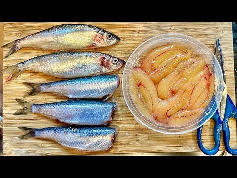 Freshly Caught Herring Recipe - Pan Fried and Roe Sac Tasting