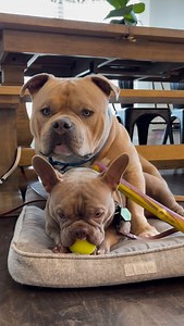 1.2M views · 789 reactions | The Dodo on Reels | Facebook