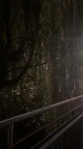 Mysterious Foggy Night with Willow Trees