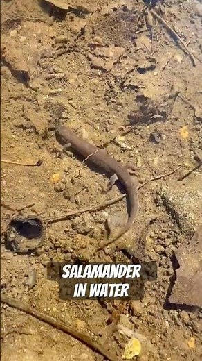 Salamander Swimming in Winter Water 💧 How Salamanders Survive Cold Weather #salamander